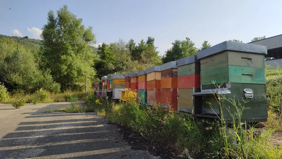 Una lunga fila di arnie colorate lungo una strada di campagna, con il bosco e le colline dietro