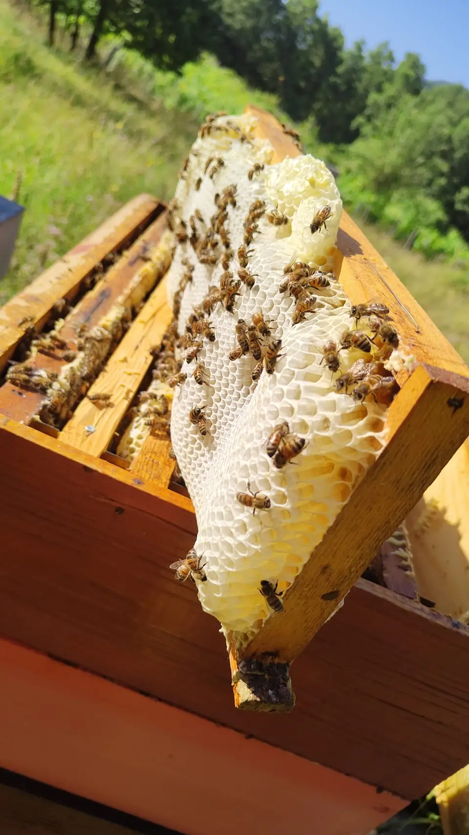 Cera bianca appena costruita dalle api su un telaino