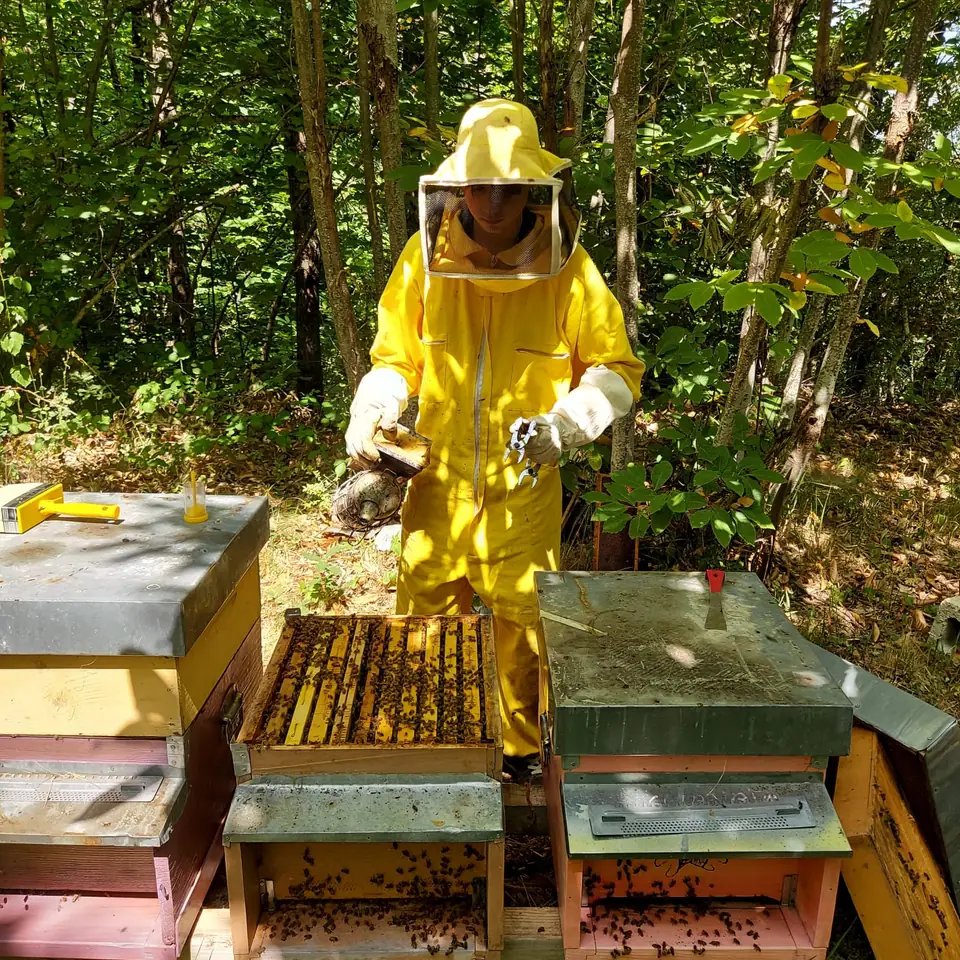Apicoltore in tuta gialla davanti a un'arnia aperta, nel bosco