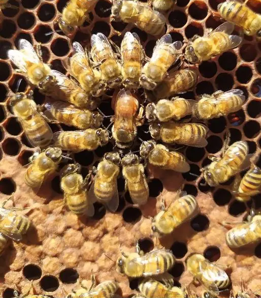 La regina circondata dalle api operaie