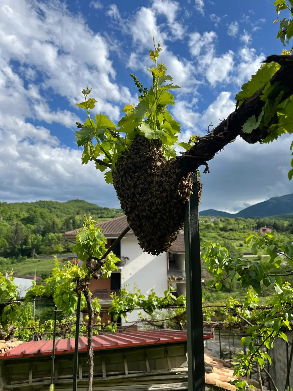 Sciame di api sotto una pergola di vite