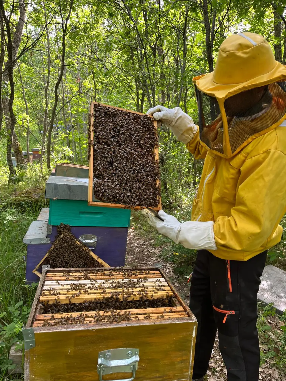 Apicoltore in tuta gialla solleva un telaino coperto di api, nel bosco